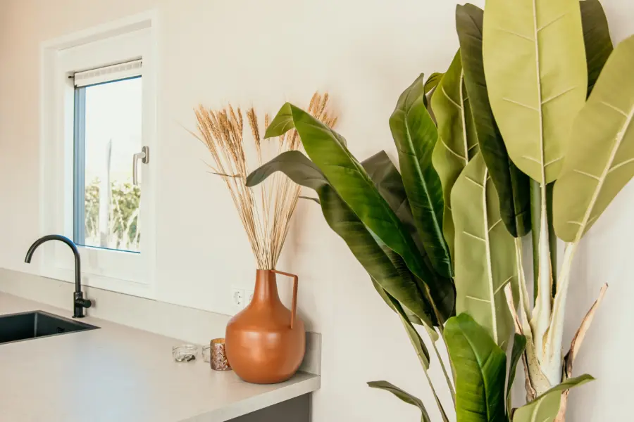 Tropische plant in keuken zeester chalet De Zeeuwse Kust