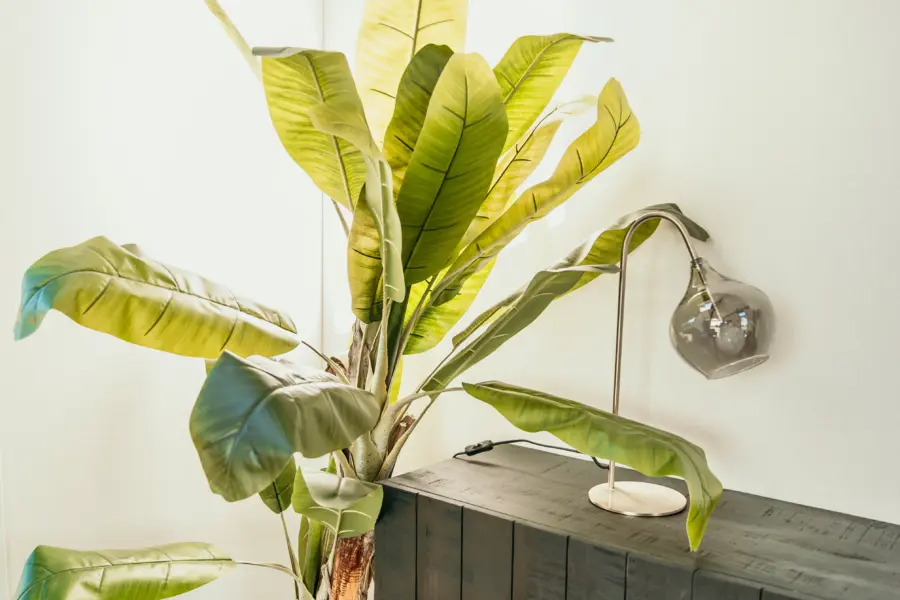 Tropische kamerplant in nieuwe chalet De Zeeuwse Kust