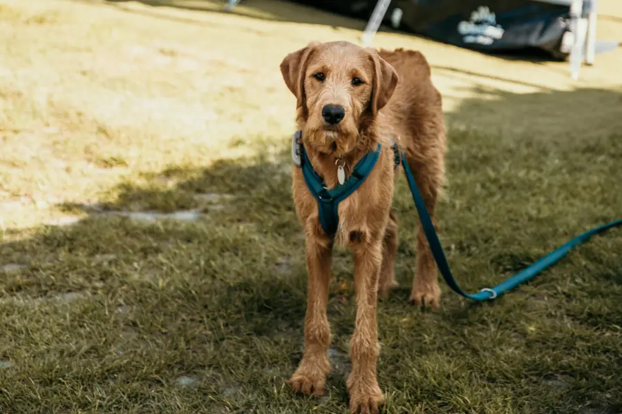 Vakantie met hond, nieuwsgierig kijkt hij rond op de kampeerplaats, klaar om op avontuur te gaan