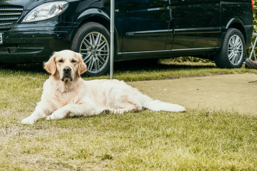 Golden Retriever op het grasveld bij Strandpark De Zeeuwse Kust