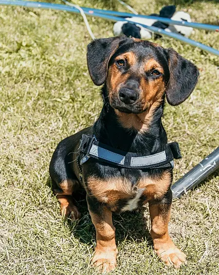 Camping zeeland met hond