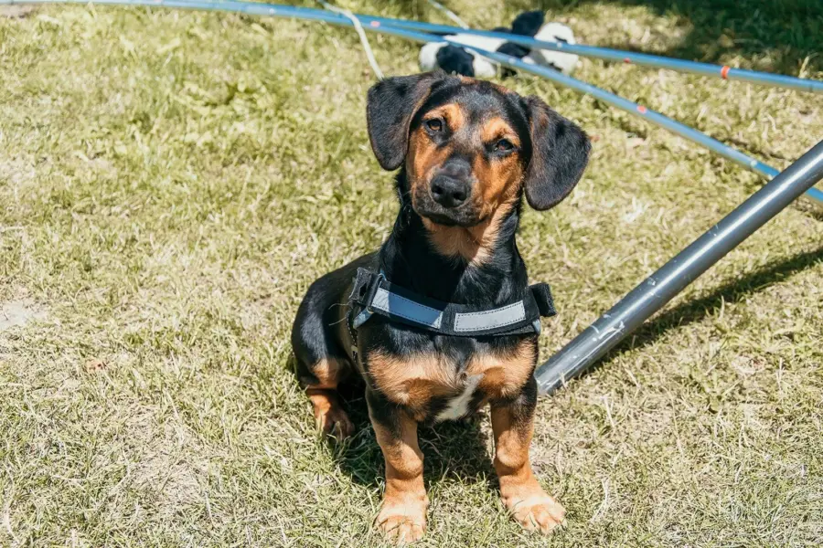 Camping zeeland met hond