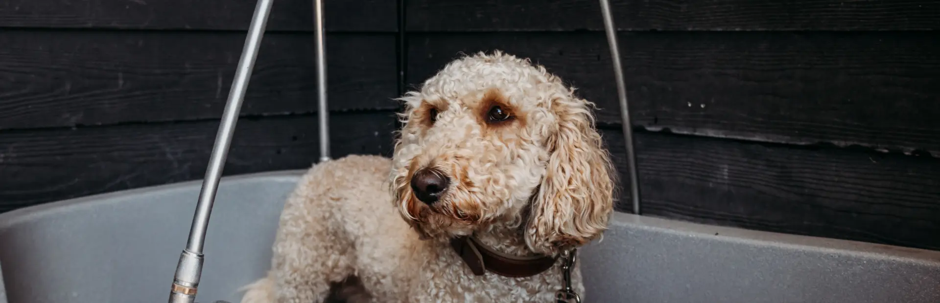 DZK hond 7774