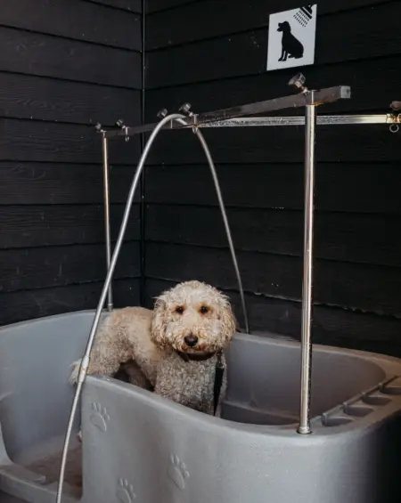 DZK hond 7771