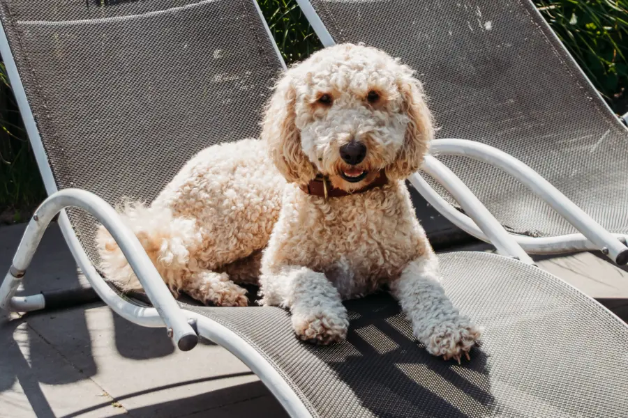 DZK hond 7764