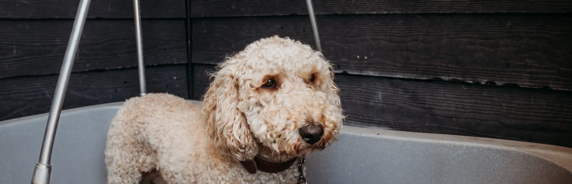 DZK hond 7783