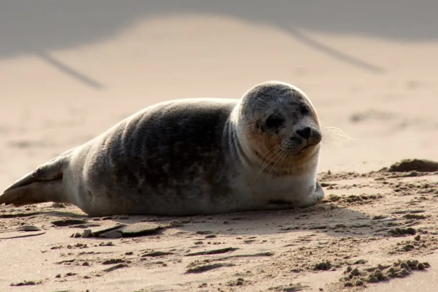 Zeehond Renesse