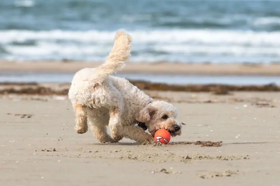 Overnachting met hond aan zee